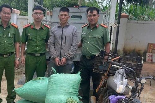 Đắk Nông: Đối tượng nghiện ma túy hái trộm cà phê bán lấy tiền tiêu xài