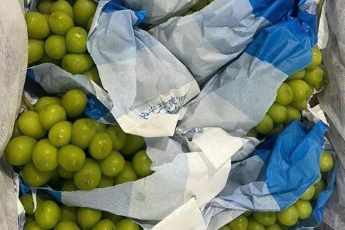 Cách Trung Quốc biến loại nho 'quý tộc' thành hàng giá bèo sau vài năm