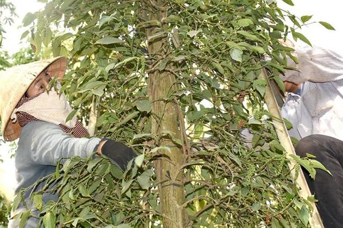 Giá tiêu hôm nay 8/11: thêm 3.500 đồng/kg, sau giảm sốc là tăng mạnh, vì sao?