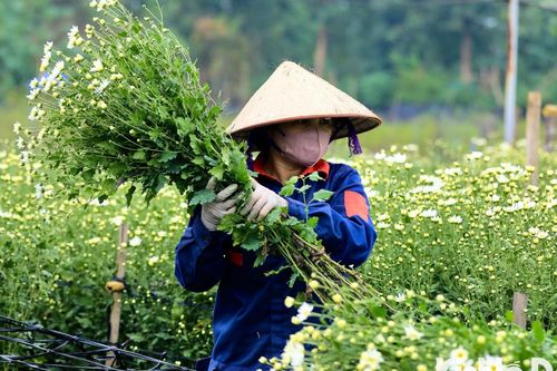 Người dân tất bật thu hoạch vườn cúc họa mi còn sót lại sau bão Yagi