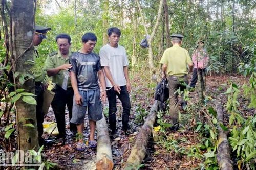 Kiên Giang: Bắt 2 đối tượng khai thác rừng trái phép ở Phú Quốc