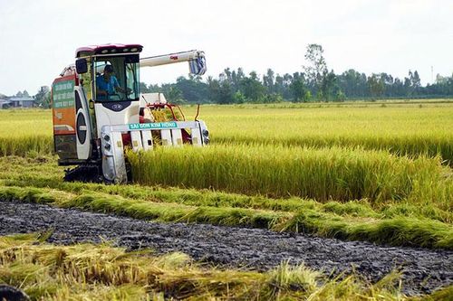 Tín hiệu vui từ lúa chất lượng cao, phát thải thấp