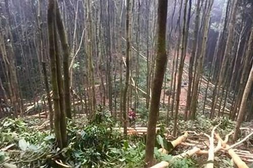 Đổi đời nhờ cây quế