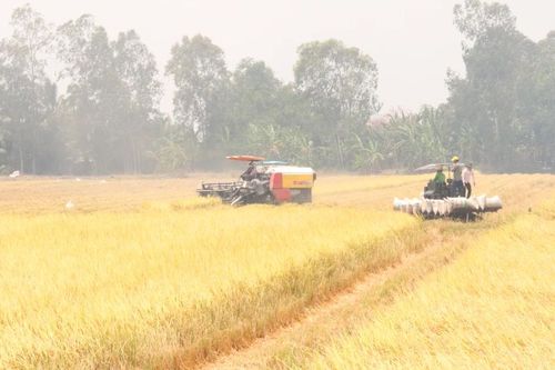 Long An: Năm 2025, đưa cơ giới hóa vào sản xuất lúa đạt 100%