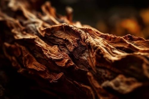 'Gỗ của các vị thần' sở hữu hương thơm dịu nhẹ, giá tiền tỷ