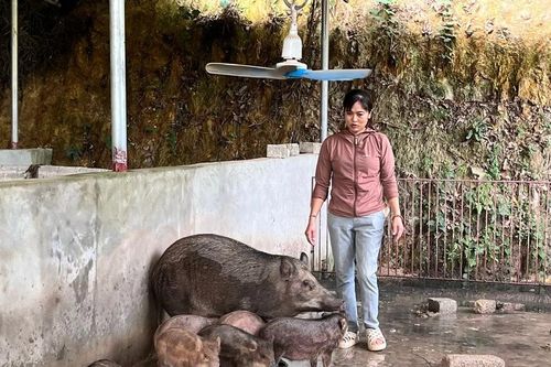 Triển vọng mô hình nuôi lợn từ thức ăn có bổ sung chè xanh Thái Nguyên