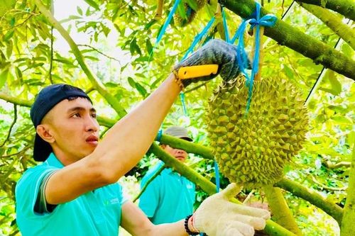 Hơn 2 nghìn ha sầu riêng ở Đắk Lắk được cấp mã số vùng trồng phục vụ xuất khẩu