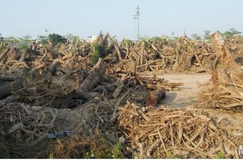 Hà Nội: Hành trình mới của những cây xanh gãy đổ sau bão Yagi