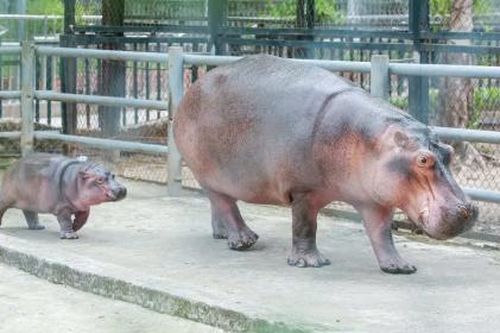Hà mã con - 'Ngôi sao mới' tại Vườn thú Hà Nội
