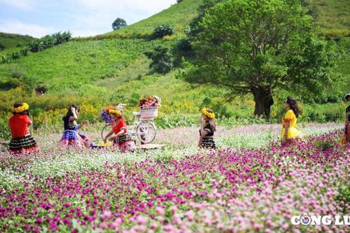 Gia Lai: Khai mạc Tuần lễ Hoa dã quỳ - Núi lửa Chư Đang Ya 2024