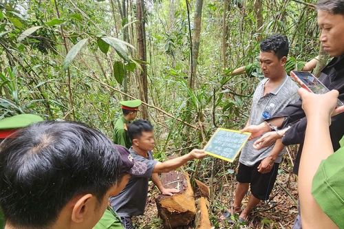 Nhân viên Công ty Lâm Nghiệp 'bắt tay' lâm tặc khai thác gỗ trái phép