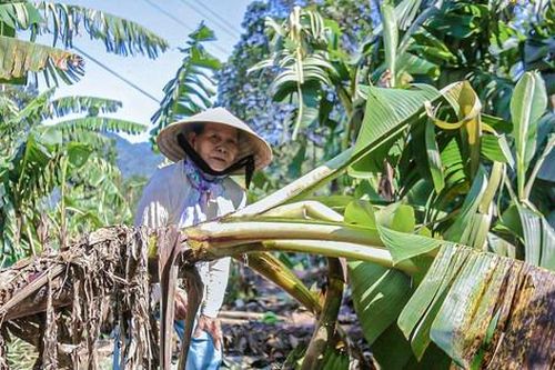 Hàng nghìn cây chuối đổ rạp, nông dân Đà Nẵng khóc ròng