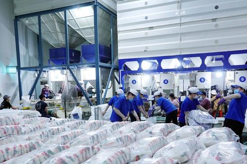 Giá lúa gạo hôm nay 8/11/2024: Giá lúa tăng, giá gạo giảm