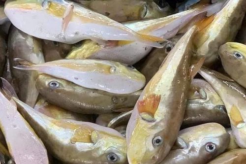 Sở Y tế Nghệ An đề nghị tăng cường phòng chống ngộ độc do cá nóc