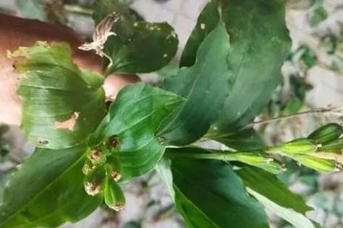 Cây dại mọc đầy ở Việt Nam, ra nước ngoài bán hơn nửa triệu/kg