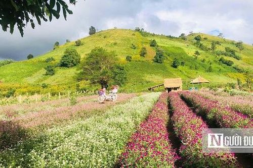 Rộn ràng lễ khai mạc Tuần lễ Hoa dã quỳ - Núi lửa Chư Đang Ya