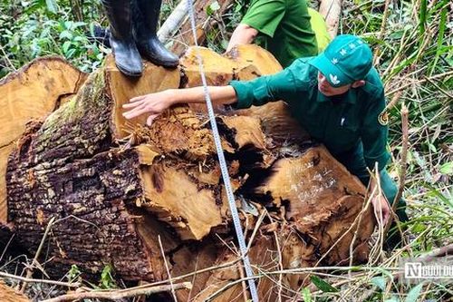 Bắt giữ nhân viên quản lý bảo vệ rừng cùng 3 đối tượng đốn hạ nhiều cây gỗ quý