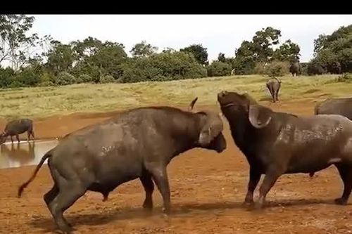 CLIP: Cuộc đối đầu nảy lửa giữa hai con trâu rừng đực
