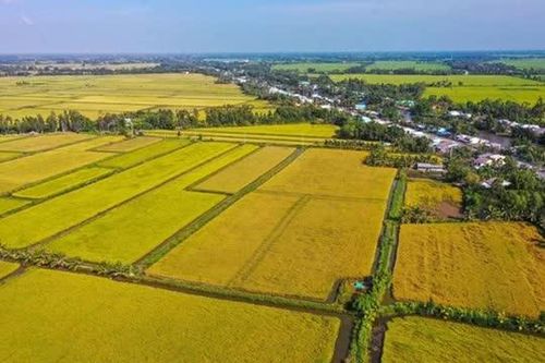 Cơ chế tín dụng ưu đãi tạo đà cho chuỗi liên kết lúa chất lượng cao