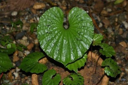 Việt Nam sở hữu loài cây hiếm có khó tìm nhất thế giới, nhiều người bản địa cũng chưa từng được thấy