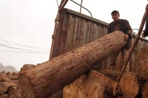 Một loại gỗ vùng nông thôn được gọi là 'gỗ goàng đế', đắt hơn vàng: Nhiều người không biết đã dùng nó làm củi!