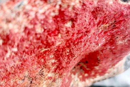 Tảng đá 'nở hoa' khiến dân mạng cả nước xôn xao, dân ùn ùn kéo đến chiêm ngưỡng