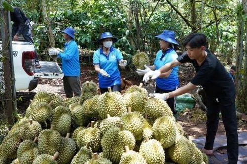 Đắk Lắk: Huyện Krông Pắc tổ chức Hội nghị tổng kết sản xuất, tiêu thụ sầu riêng niên vụ năm 2024