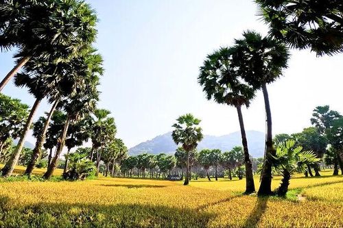Sản vật từ cây thốt nốt