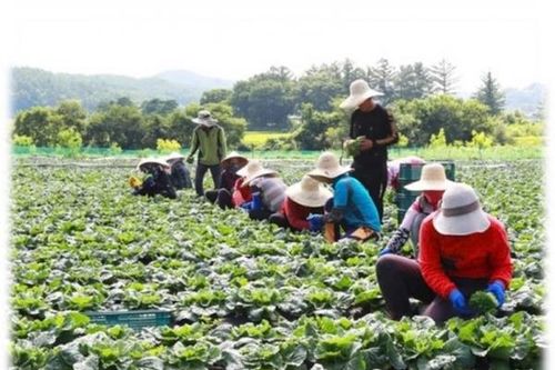 Thông báo Cảnh báo tình trạng lừa đảo người lao động đi làm việc tại Hàn Quốc theo chương trình lao động thời vụ diện visa E8