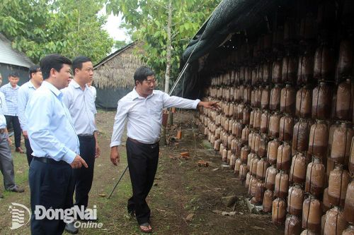 Thúc đẩy quảng bá, kinh doanh sản phẩm OCOP Đồng Nai trên các nền tảng thương mại điện tử