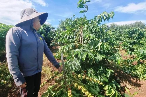 Mang Yang: Người dân bức xúc vì vườn cà phê bị kẻ gian chặt phá