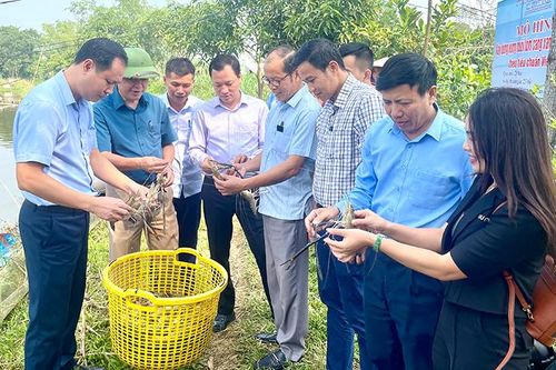 Tổng kết mô hình xây dựng vùng nuôi tôm càng xanh chất lượng cao