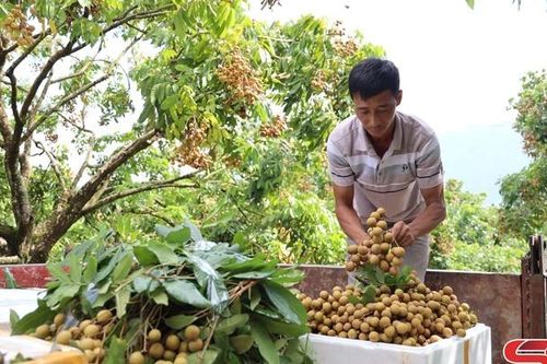 Vùng nhãn công nghệ cao ở Yên Châu