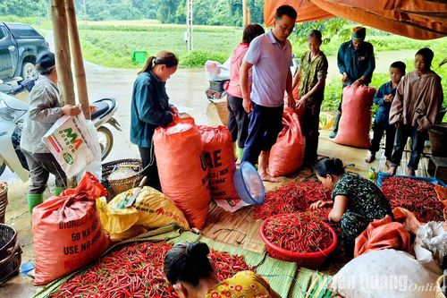 Cần nhanh chóng thanh toán dứt điểm tiền ớt cho các HTX