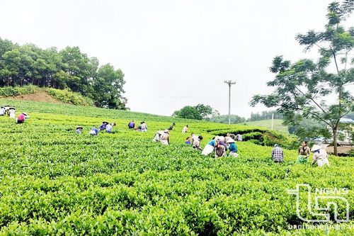 Sản xuất chè VietGAP ở Bình Thành: Hiệu quả bước đầu khả quan
