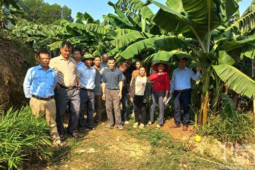Thâm canh chuối tiêu thu lợi nhuận hơn 320 triệu đồng/ha