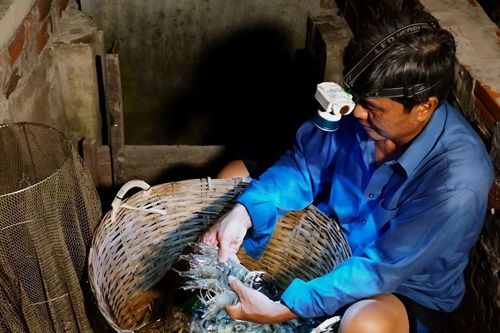 Cà Mau phát triển bền vững nuôi tôm rừng sinh thái