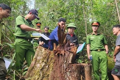 Nhân viên bảo vệ rừng cầm đầu nhóm 'lâm tặc' khai thác gỗ quý
