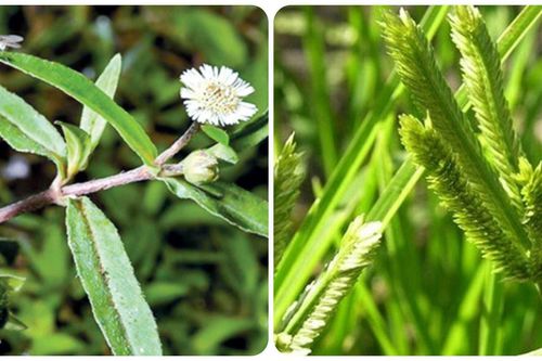5 loại cỏ mọc dại ven đường là cây thuốc được Bộ Y tế công nhận