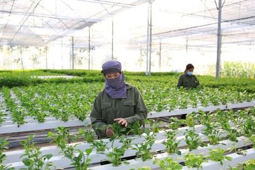 Triển khai Luật Thủ đô năm 2024 vào cuộc sống:Mở cơ hội phát triển nông nghiệp bền vững