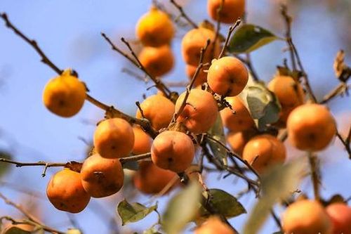Mê mẩn vườn hồng cổ thụ trĩu quả ở Nghệ An