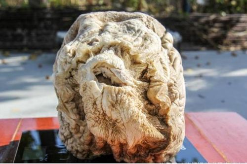 Loài nấm mệnh danh 'vua miễn dịch', có giá nghìn tỷ đồng
