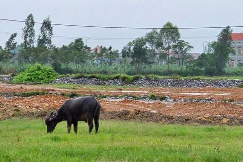 Quảng Bình: Thanh tra, xử lý vụ lấp 10ha ao hồ thủy sản