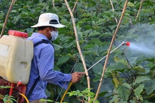 Thuốc bảo vệ thực vật giúp thu lợi gấp 10 lần, nhưng phải dùng đúng