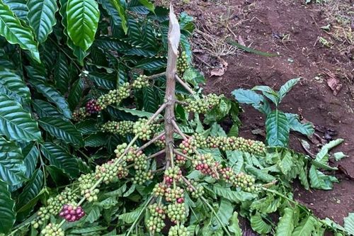 Kẻ xấu chặt phá hàng loạt cây cà phê chuẩn bị thu hoạch ở Gia Lai