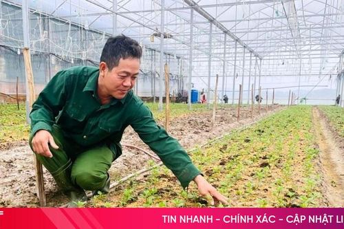 Làng hoa cúc có tiếng ở Hà Tĩnh vào vụ tết