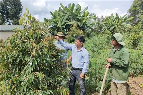 Cải tạo hơn 2.200 ha vườn tạp