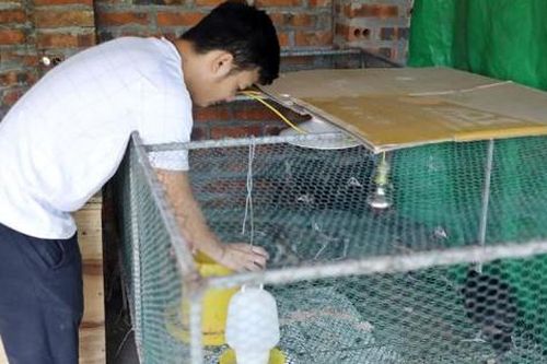 Mạnh dạn nuôi con vật có trong sách Đỏ, anh nông dân 'bỏ túi' 500 triệu đồng