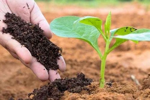 Ngành phân bón phục hồi mạnh