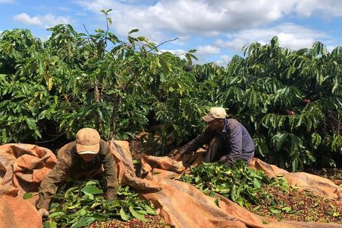 Gia Lai: Quy định diện tích đất xây dựng công trình phục vụ sản xuất nông nghiệp